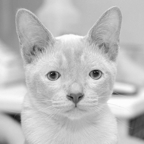 Дима Родионов