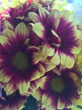 Лариса Шуплецова