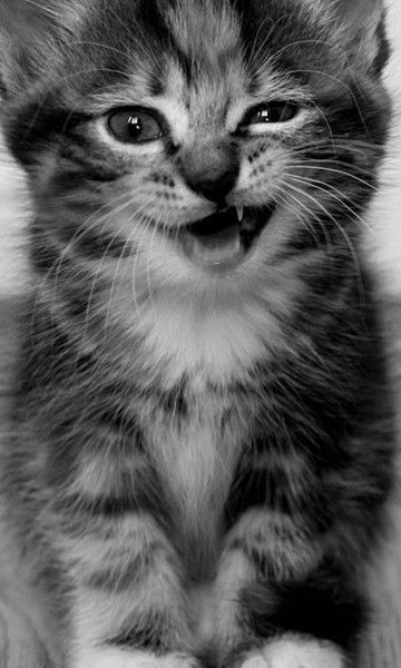 _Куаныш_ _Егизбаев_