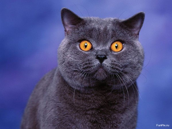 Вова Нестеренко