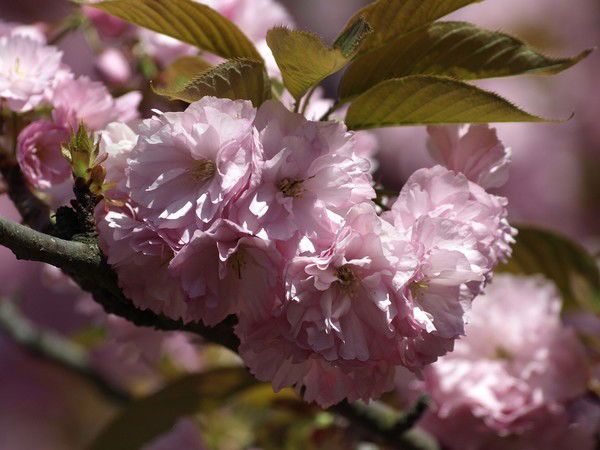 Елена Дронова