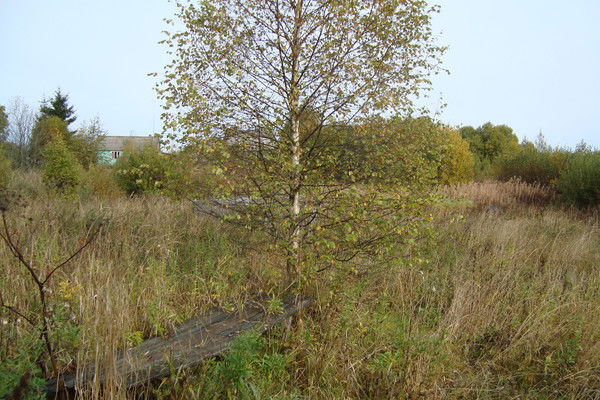 Валерий Мицин