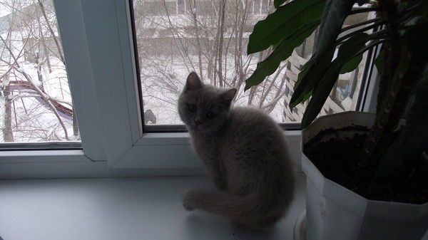 Екатерина Крестовникова