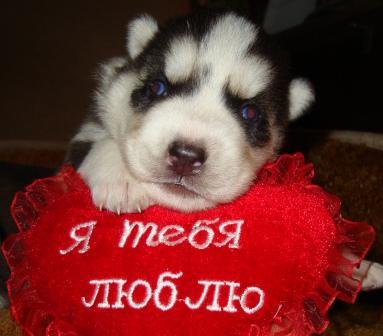 Кристина Чистякова