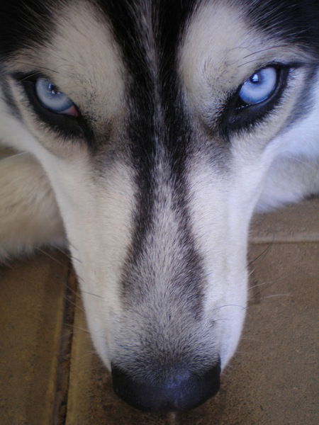 Павел Мельников