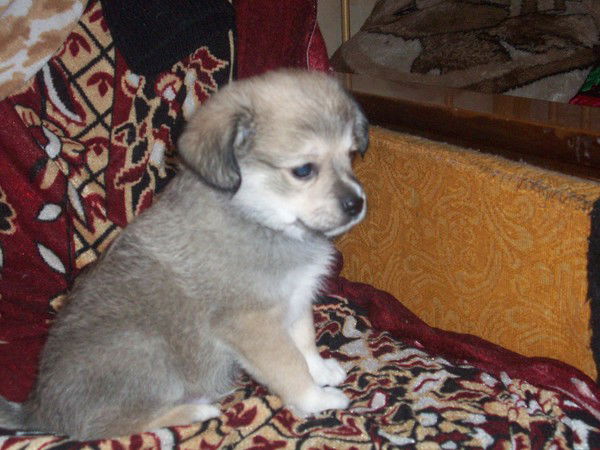 Андрей Никитин