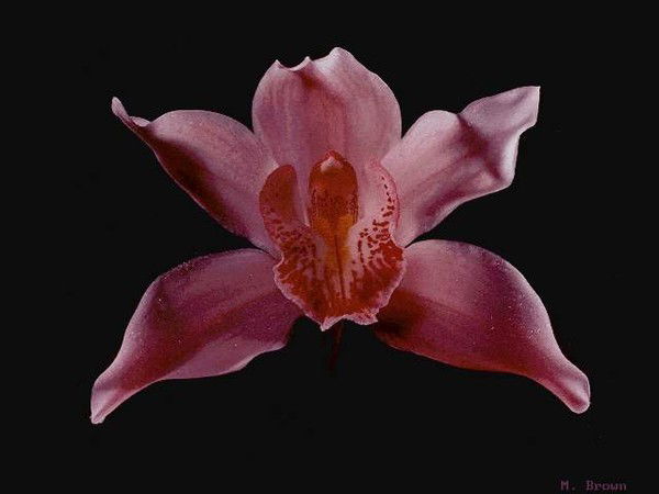 Надежда Алексеева