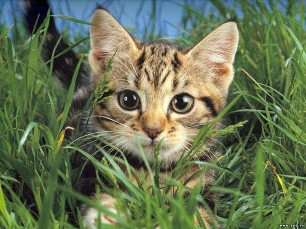 Валя Осокина