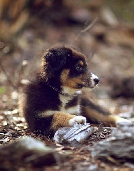 Мамина Радость Папина Гордость