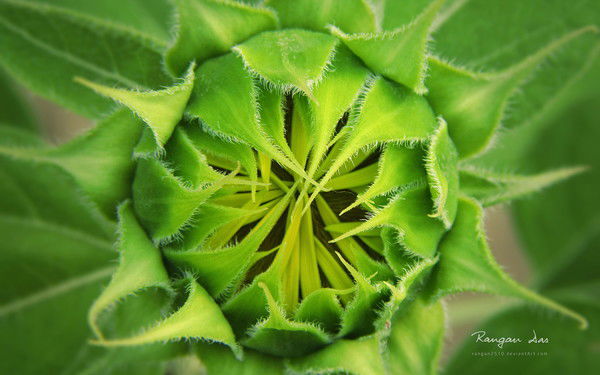 Катя Катяsun