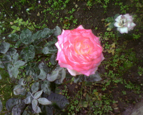 Надежда Трубникова