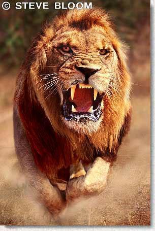 Константин Картуков