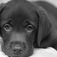 Кирилл Котов