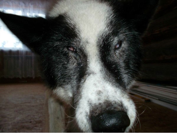 Вячеслав Васильев