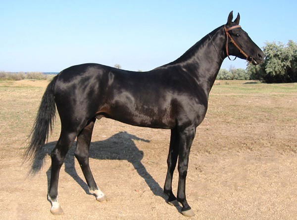 Рустем Альнуров