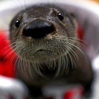 Анастасия Кузнецова