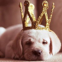 Анна Бабахина