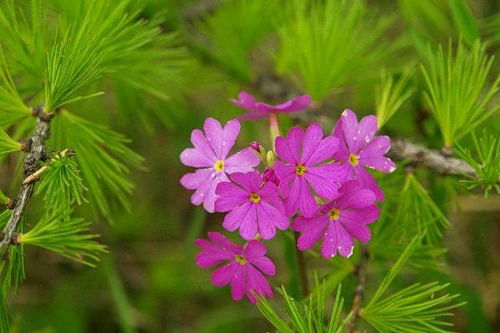 Нелли Кириллова