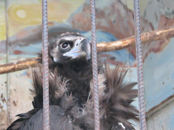 Евгений Мамыкин