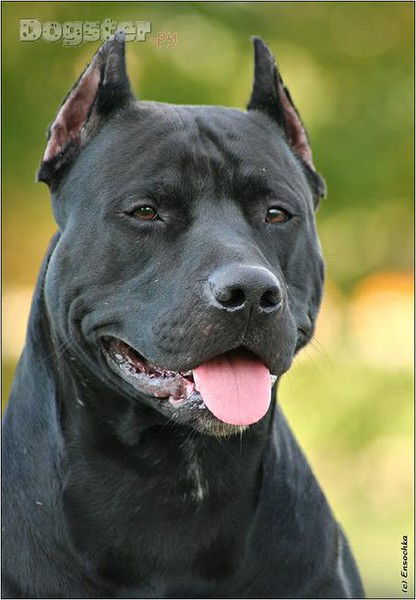 Алексей Соломатин