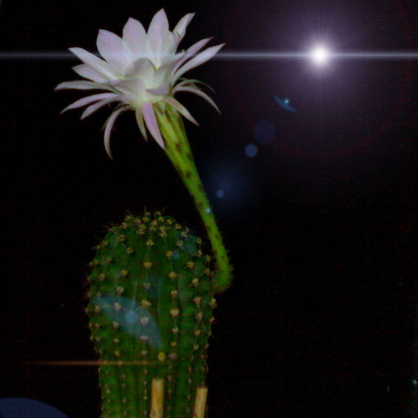 Дмитрий Разуванов