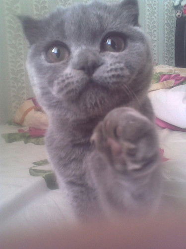 Андрей Колесник