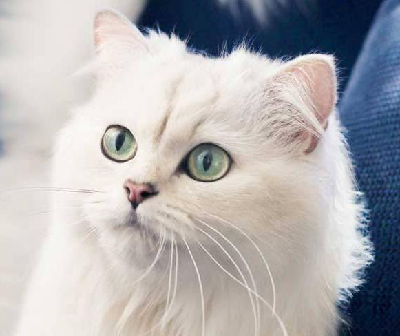 Елена Петюкевич