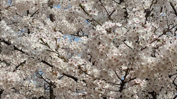 Ларина Безладняя