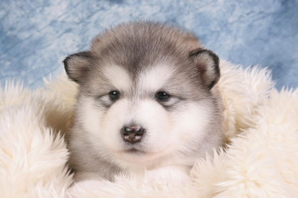 Галия Жанабаева