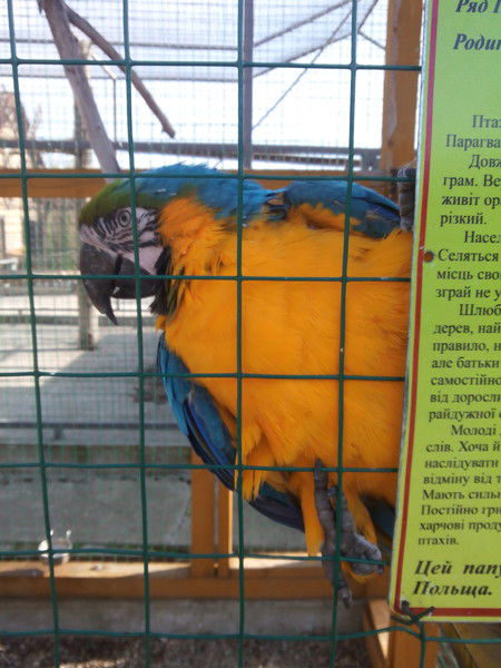 Роман Моравецький