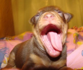 Наталия Ревицкая