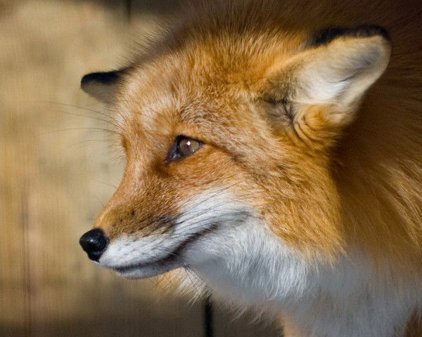 Алёна Луцива