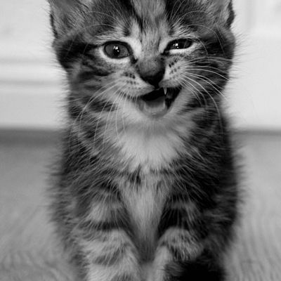 Дмитрий Аристархов