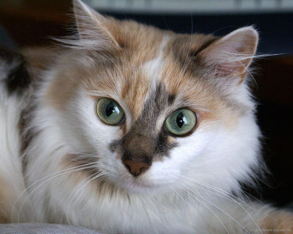 Ольга Королева