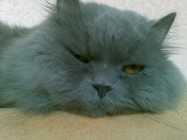 Евгений Любимов