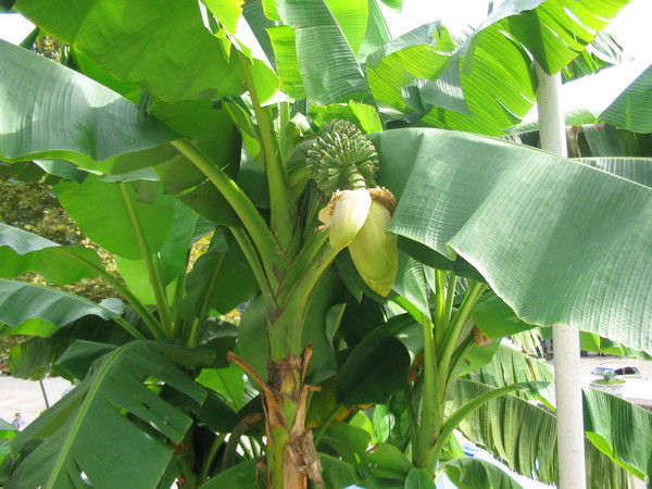 Ираида Дадонова