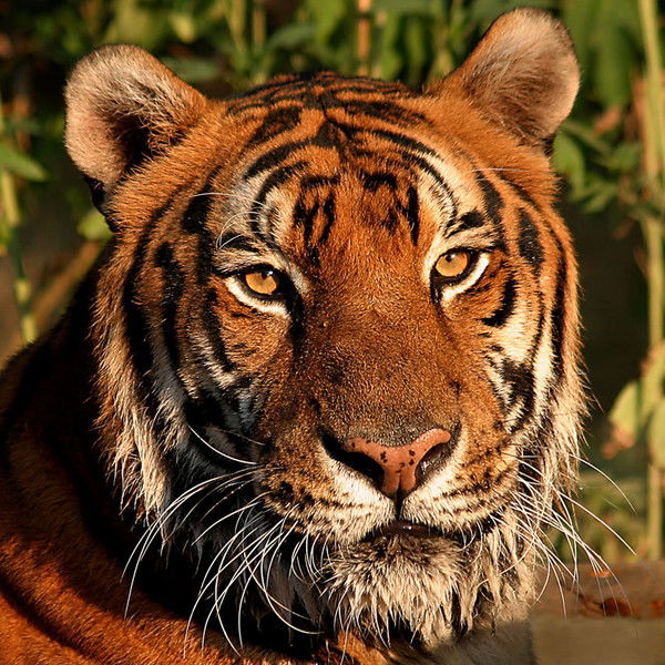 Юрий Бурштейн