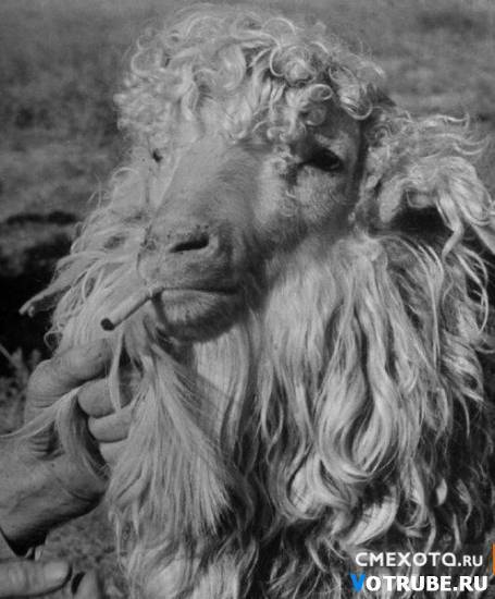 Александр Баранов