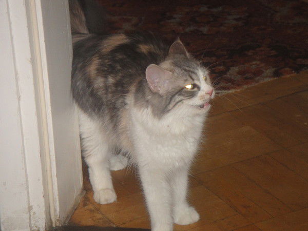 Татьяна Глоба