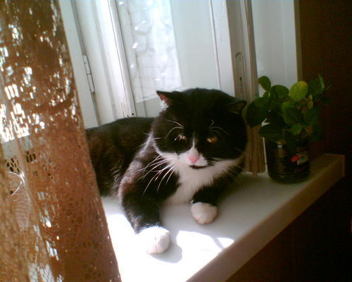 Антон Штрейс