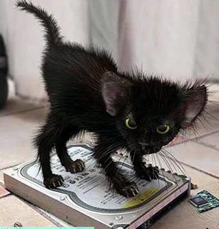 Александр Головатый