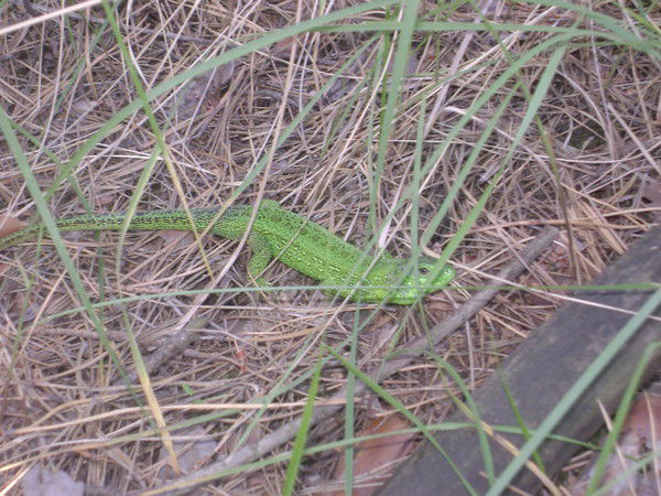 Ирина Кравченко