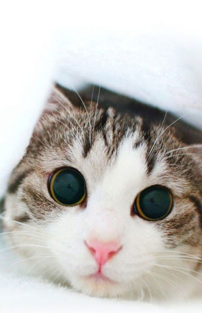 Ася Рожкова