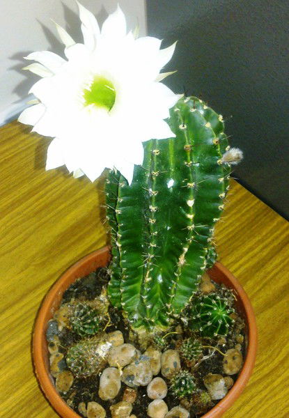 Раиса Макунина