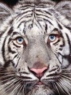 Света Канева