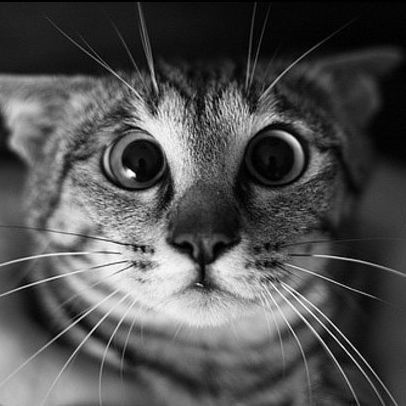 Дмитрий Станиславович