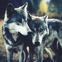 Томирис Буртубаева