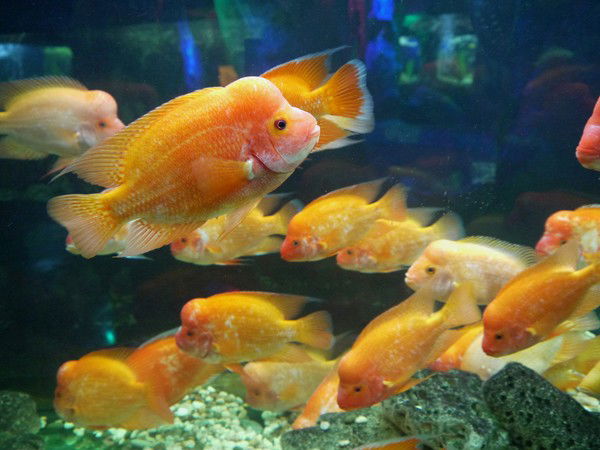 Андрей Гарбузов