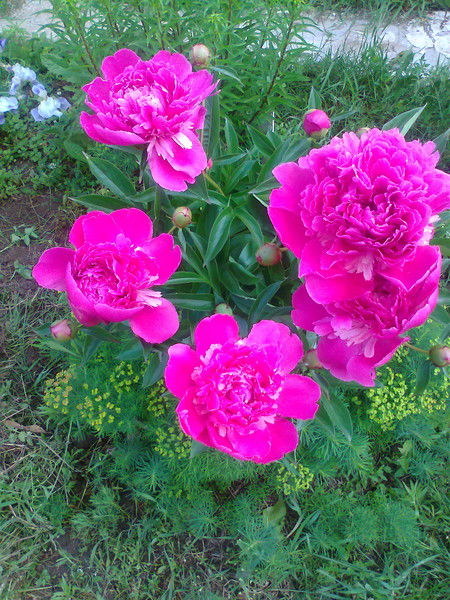 Ольга Семчурина