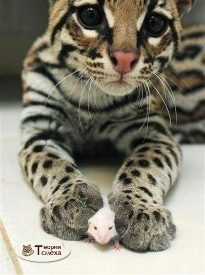 Денис Воробьёв